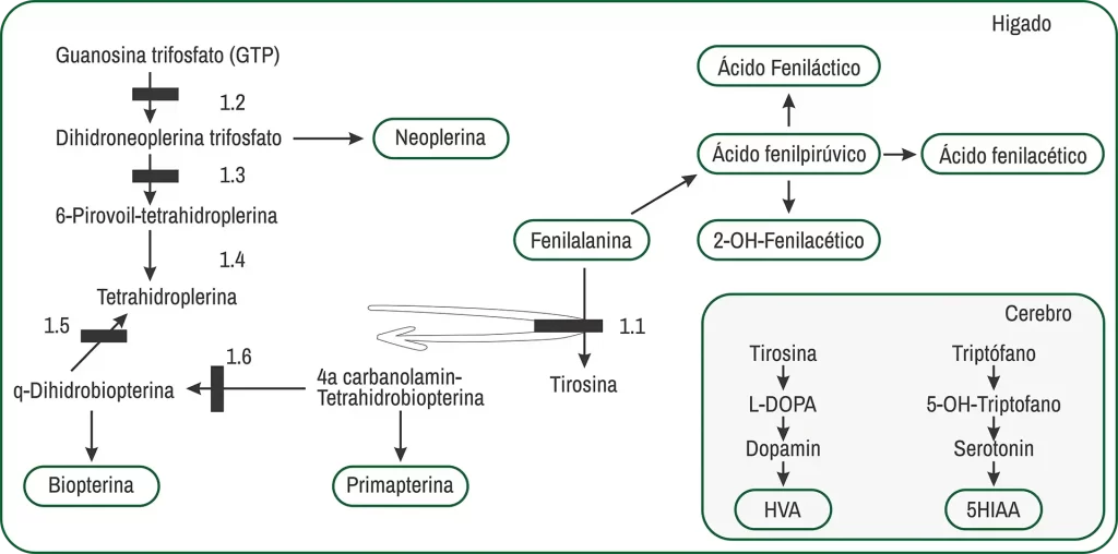 Fenilcetonuria_figura_1